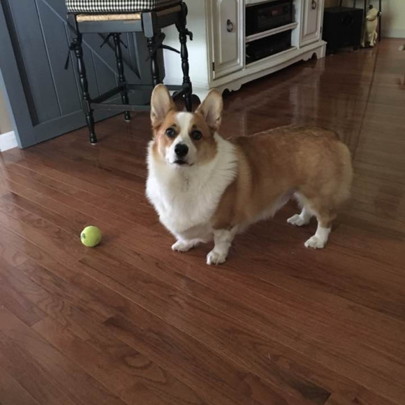 Meet your Posher, Hannah, Daisy, Rocky, Baxter(RIP) and Logan (RIP) - Picture 10 of 14